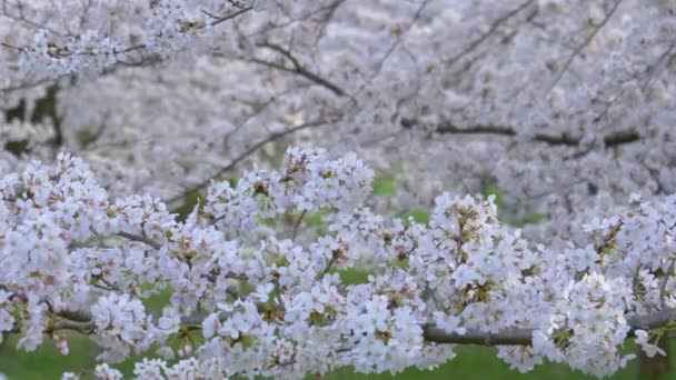 Jemné okvětní lístky třešní se třepetají ve větru vanoucím přes sad. — Stock video