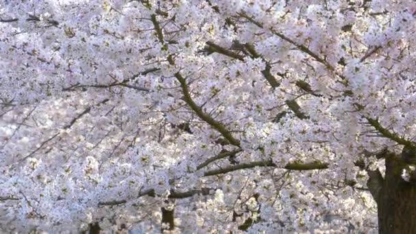 FECHAR-SE: tiro panorâmico de uma árvore de cereja florescente como ele oscila em uma brisa suave — Vídeo de Stock