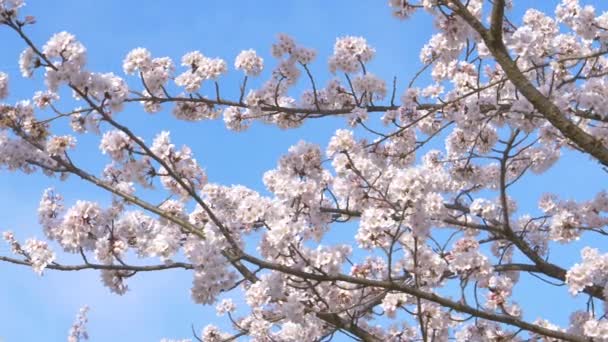 Sluiten omhoog: Slanke kersenboom takken zijn bedekt met ongerepte witte bloesems — Stockvideo