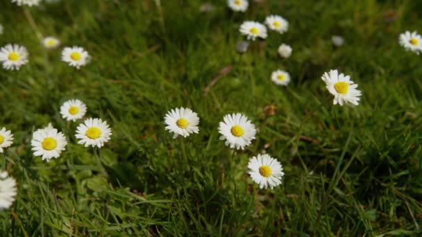 FERMER : Belles marguerites poussent dans une grande prairie verte dans la campagne idyllique. — Video