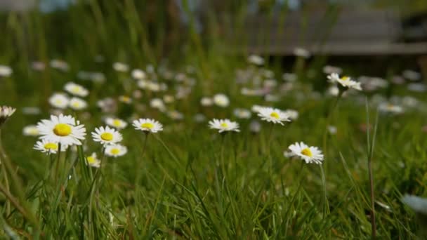 STÄNGA UPP Vibrerande gräsfält fyllt med blomstrande prästkragar och kamomillblommor — Stockvideo