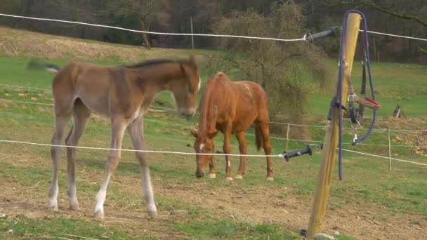 CLOSE UP Söt liten baby häst dansar runt sin mor bete i hagen — Stockvideo