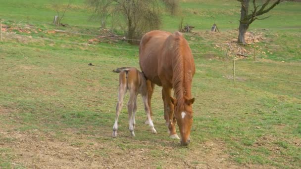 CLOSE UP: Newborn horse feeds on its mother's milk as she grazes in the pasture — Stock Video