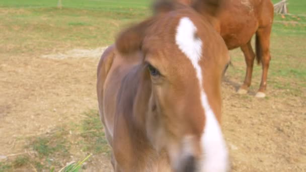 FERMER : Un bébé cheval secoue la tête alors qu'un inconnu tente de le nourrir d'herbe