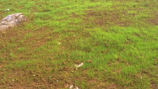 CERRAR: Parches de hierba comienzan a brotar y crecer a partir de un área de suelo fértil — Vídeos de Stock