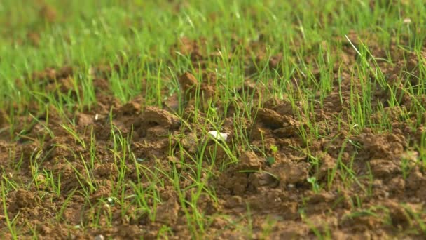 MACRO: Pequenos talos de grama sobressaem das sementes germinantes em sujeira úmida. — Vídeo de Stock