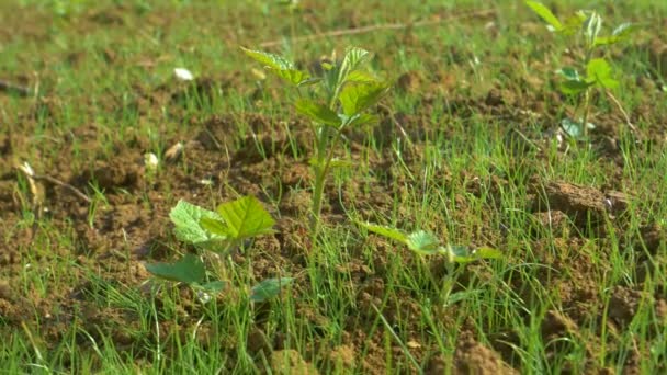 MACRO, DOF: A vadon termő növény egy bimbózó gyepterület közepén csírázik. — Stock videók