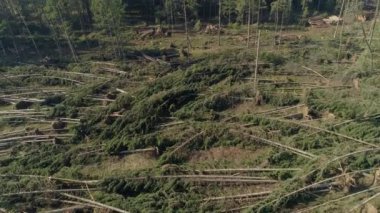 Aşırı rüzgarların yol açtığı kozalaklı ormandaki bir düzlükte uçuyor..