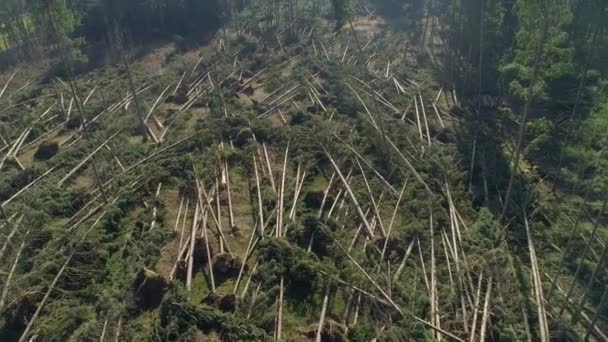 ハリケーン風の後、風に吹かれたトウヒと松の木が散乱したまま — ストック動画