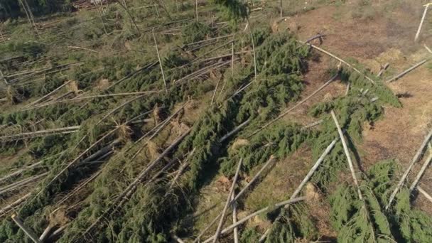 DRONE: Een groot deel van een sparrenbos wordt na hevige wind ontworteld. — Stockvideo