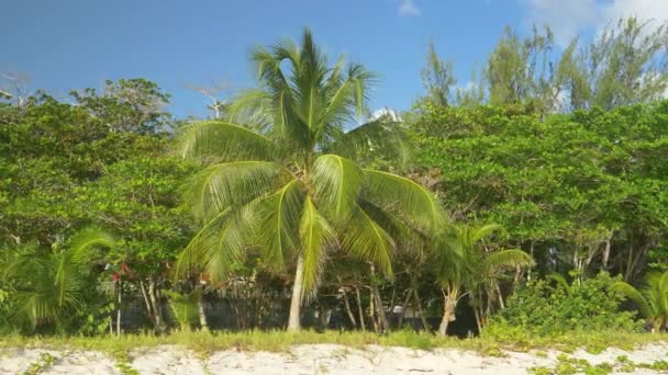 CLOSE UP: Scenisk utsikt över en ensam palm mitt i en strandnära park — Stockvideo