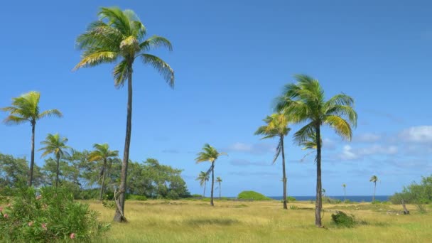 El cálido viento de verano sopla a través de la isla tropical y hace que las imponentes palmeras se balanceen — Vídeo de stock