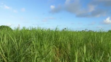 Şeker kamışının izleri Barbados 'un sakin kırsalında havada yükselir.
