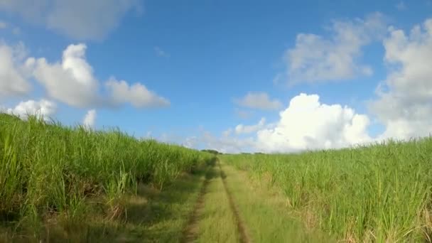 Pittoresco colpo di sentiero di campagna vuoto che attraversa una piantagione di canna da zucchero. — Video Stock