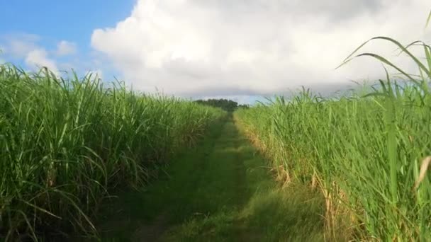 Movimiento lento: La suave brisa sopla a través de una gran plantación de caña de azúcar en Barbados — Vídeos de Stock
