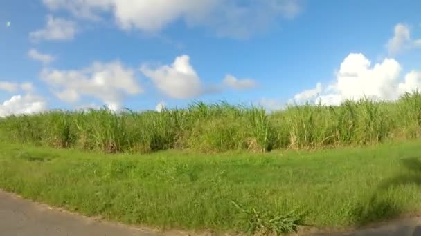 Driving along a farm of sugarcane plantation on a remote island in the Caribbean — Stock Video