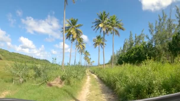 POV: Passeio de carro panorâmico ao longo de uma avenida de palmeira no campo de Barbados . — Vídeo de Stock