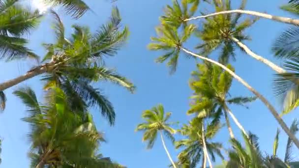 BOTTOM UP: Vista panorâmica de imponentes copas de palmeiras balançando na brisa — Vídeo de Stock