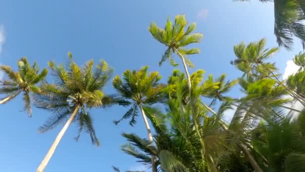 LENS FLARE: Vista panoramica di imponenti tettoie di palme ondeggianti nella brezza — Video Stock