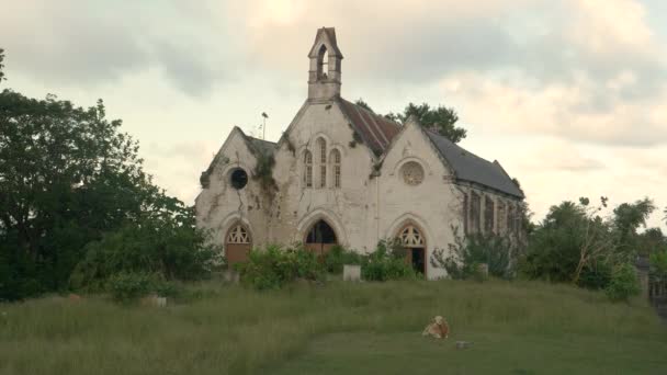 Cordero solitario se encuentra frente a una iglesia en decadencia en el campo en Barbados. — Vídeo de stock