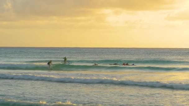 Um grupo de surfistas ávidos tentam montar as últimas ondas do dia em Barbados ensolarados . — Vídeo de Stock