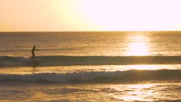 SILHOUETTE: Tourist stand up paddleboards near the coast of Barbados at sunrise — Stock Video