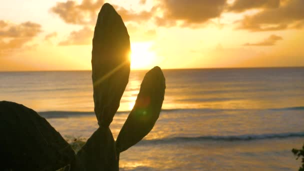 SILHOUETTE: Golden summer morning sunbeams shine on the ocean and a cactus. — Stock Video