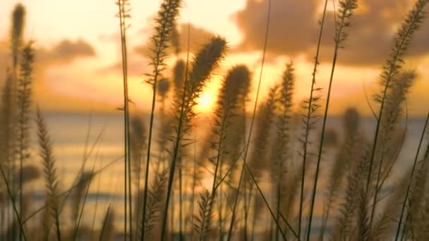 MACRO: Hastes de grama e juncos balançam na brisa do oceano ao pôr-do-sol dourado. — Vídeo de Stock