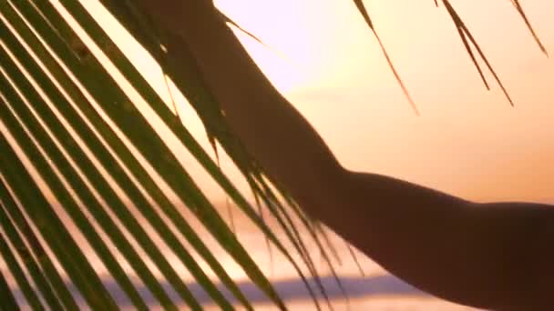 CERRAR: Chica corre sus dedos a través de hojas de palmera mientras camina en la playa . — Vídeos de Stock