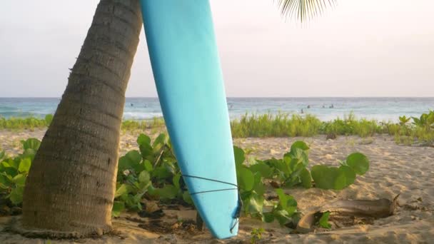 CLOSE UP: Surfista desconhecido deixou uma prancha de surf ao lado de uma palmeira em Barbados . — Vídeo de Stock