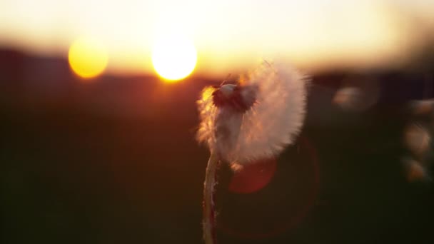 MACRO: Filmación cinematográfica de viento soplando lejos una flor mullida del diente de león en el amanecer — Vídeos de Stock