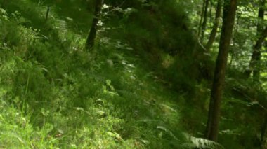 Logarska Vadisi 'nde yemyeşil güzel bir ormanın manzarası..