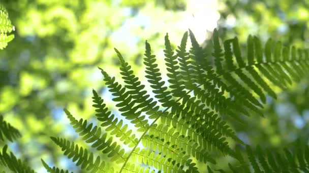 MACRO: Světle zelená kapradina se houpe ve větru vanoucím klidným lesem. — Stock video