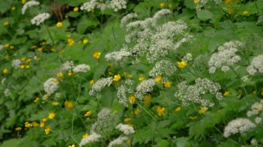 Beyaz ve sarı çiçeklerle dolu çiçek açan ormanlık bir çalılık..