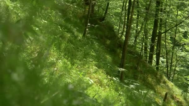 Nah dran: Moos und Gras bedecken den Boden eines ruhigen Waldes in Slowenien. — Stockvideo