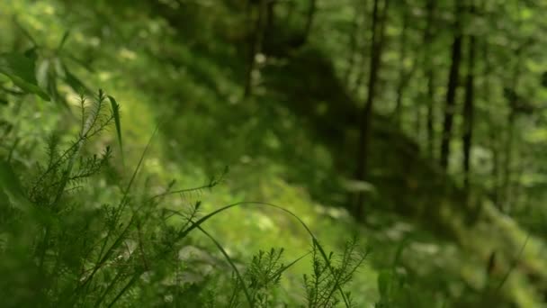 CLOSE UP: знімок камери, що фокусується на моху та траві, що покриває лісову землю . — стокове відео