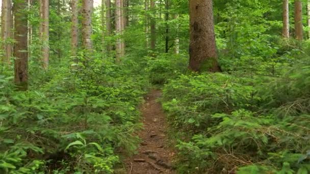 CLOSE UP: порожня вузька пішохідна стежка веде через густий хвойний ліс . — стокове відео