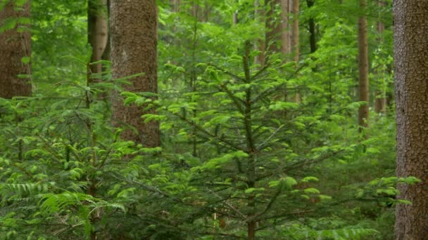 GESCHLOSSEN: Blühender Fichtenwald voller junger Bäume mit hellen Kerzen — Stockvideo