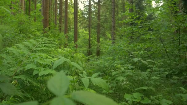 CLOSE UP: Dicht struikgewas bedekt de grond van een rustig bos in Logar Valley. — Stockvideo