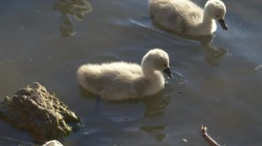Gri kuğu yavruları bulanık gölette yüzer ve güneşli yaz akşamlarında beslenirler..