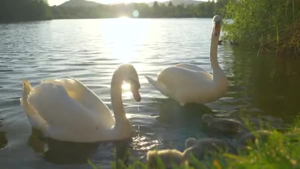 CERRAR: Una linda familia de cisnes se alimenta de la orilla cubierta de hierba de un lago tranquilo . — Vídeo de stock