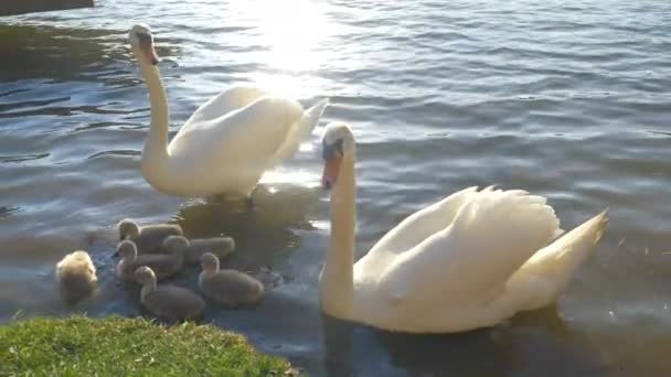 FERMER : L "épi et le stylo s'occupent de leurs adorables cygnets un beau jour de printemps ensoleillé. — Video