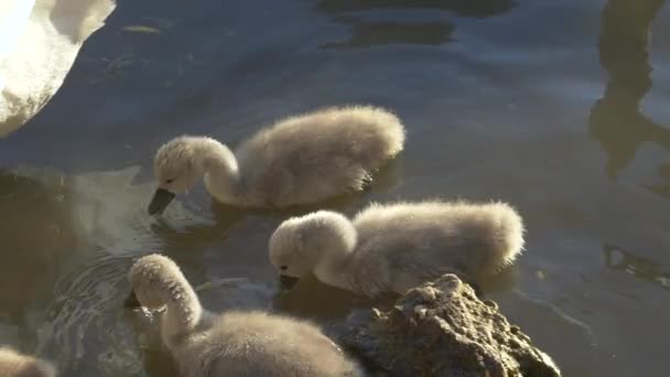 FERMER : Des petits cygnes gris moelleux se nourrissent dans l'eau froide rafraîchissante du lac. — Video