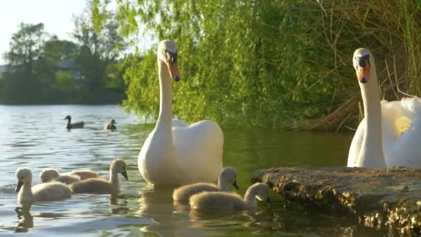CERRAR: Jóvenes padres cisnes cuidan a sus polluelos en una soleada noche de primavera . — Vídeo de stock
