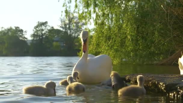 CLOSE UP: Young swan family enjoying a sunny summer morning in a refreshing lake — Stock Video