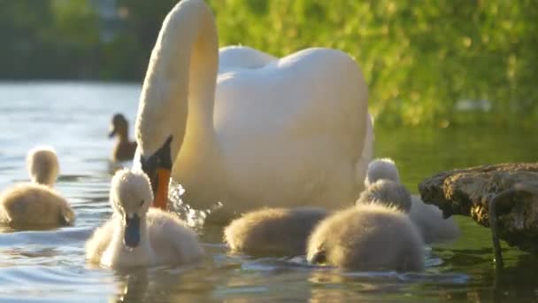 FERMER : Mignon petit cygne à fourrure poussins nourrir près de leur élégante mère blanche. — Video