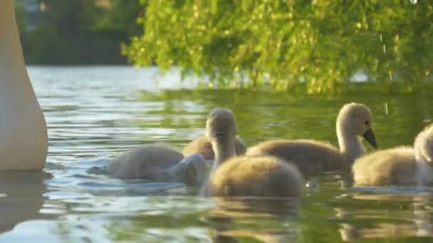 CLOSE UP: Adorable swan chicks dip their beaks and heads into the murky pond. — Stock Video