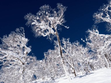 Japon dağlarında karla kaplı ağaçların ve açık mavi gökyüzünün resmi..