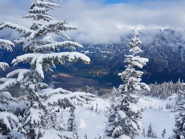 AERIAL: Repül át a hófödte lucfenyő lombkorona a kanadai vadonban — Stock Fotó