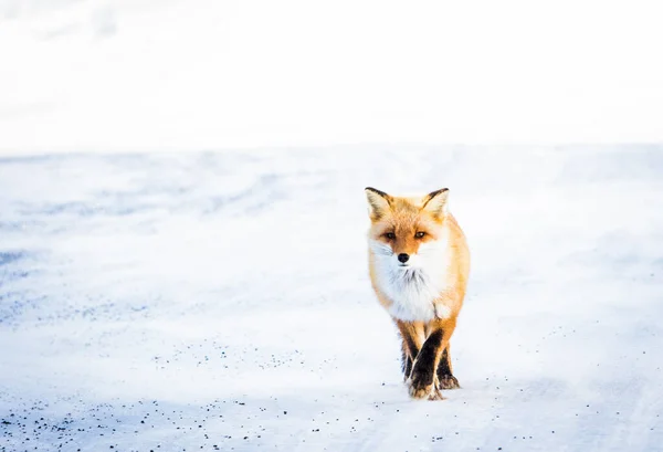 CLOSE UP: Cute adult orange fox stalking its prey across the snowy meadow. — Stock Photo, Image